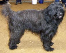 Katalanischer Sch�ferhund - Gos d�Atura Catal�